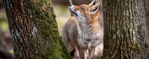 Preview wallpaper fox, animal, predator, glance, trees, wildlife