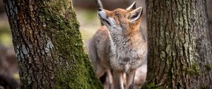 Preview wallpaper fox, animal, predator, glance, trees, wildlife