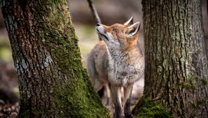 Preview wallpaper fox, animal, predator, glance, trees, wildlife