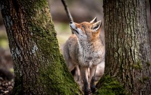 Preview wallpaper fox, animal, predator, glance, trees, wildlife