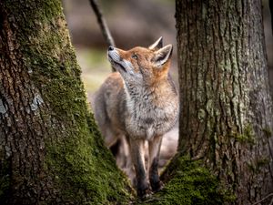 Preview wallpaper fox, animal, predator, glance, trees, wildlife