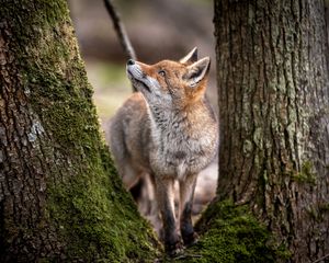 Preview wallpaper fox, animal, predator, glance, trees, wildlife