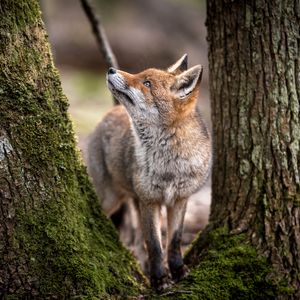 Preview wallpaper fox, animal, predator, glance, trees, wildlife