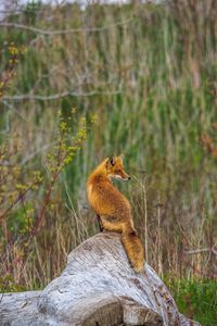 Preview wallpaper fox, animal, predator, wildlife