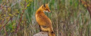 Preview wallpaper fox, animal, predator, wildlife