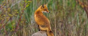 Preview wallpaper fox, animal, predator, wildlife