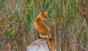 Preview wallpaper fox, animal, predator, wildlife