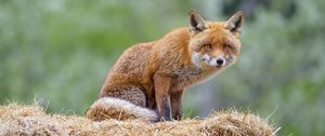 Preview wallpaper fox, animal, predator, hay