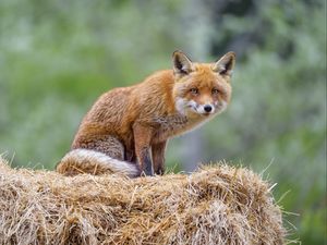 Preview wallpaper fox, animal, predator, hay
