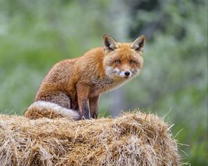 Preview wallpaper fox, animal, predator, hay