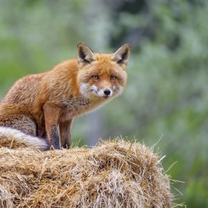 Preview wallpaper fox, animal, predator, hay