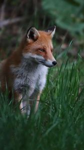 Preview wallpaper fox, animal, predator, grass, wildlife