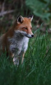 Preview wallpaper fox, animal, predator, grass, wildlife