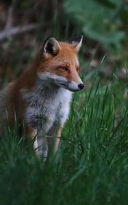 Preview wallpaper fox, animal, predator, grass, wildlife