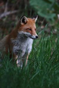 Preview wallpaper fox, animal, predator, grass, wildlife