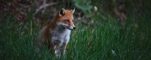 Preview wallpaper fox, animal, predator, grass, wildlife