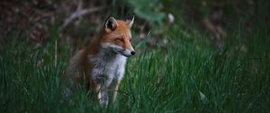 Preview wallpaper fox, animal, predator, grass, wildlife