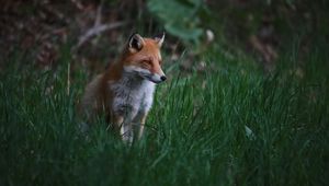 Preview wallpaper fox, animal, predator, grass, wildlife