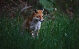 Preview wallpaper fox, animal, predator, grass, wildlife