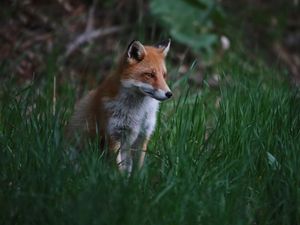 Preview wallpaper fox, animal, predator, grass, wildlife