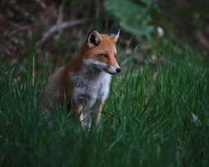 Preview wallpaper fox, animal, predator, grass, wildlife