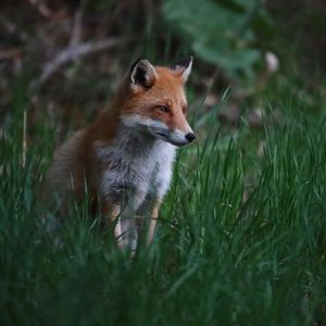 Preview wallpaper fox, animal, predator, grass, wildlife