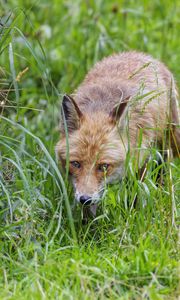 Preview wallpaper fox, animal, predator, hunting, wildlife