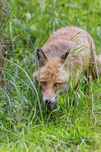 Preview wallpaper fox, animal, predator, hunting, wildlife