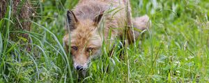 Preview wallpaper fox, animal, predator, hunting, wildlife