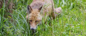 Preview wallpaper fox, animal, predator, hunting, wildlife