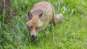 Preview wallpaper fox, animal, predator, hunting, wildlife