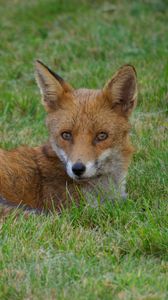 Preview wallpaper fox, animal, predator, wildlife, grass