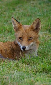 Preview wallpaper fox, animal, predator, wildlife, grass