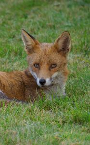 Preview wallpaper fox, animal, predator, wildlife, grass