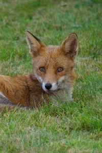 Preview wallpaper fox, animal, predator, wildlife, grass