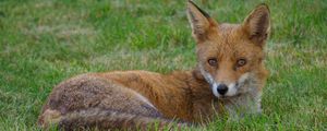 Preview wallpaper fox, animal, predator, wildlife, grass