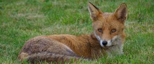 Preview wallpaper fox, animal, predator, wildlife, grass