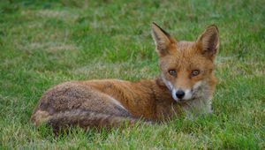 Preview wallpaper fox, animal, predator, wildlife, grass