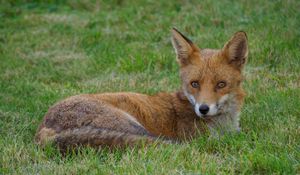 Preview wallpaper fox, animal, predator, wildlife, grass