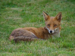 Preview wallpaper fox, animal, predator, wildlife, grass