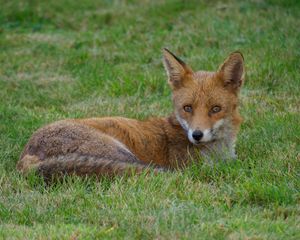 Preview wallpaper fox, animal, predator, wildlife, grass