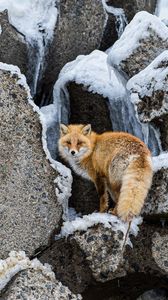 Preview wallpaper fox, animal, red, furry, wildlife