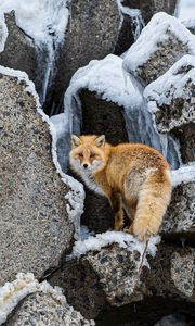 Preview wallpaper fox, animal, red, furry, wildlife