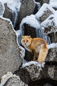 Preview wallpaper fox, animal, red, furry, wildlife