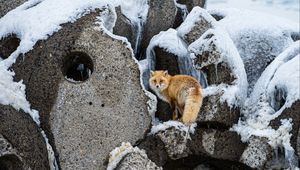 Preview wallpaper fox, animal, red, furry, wildlife