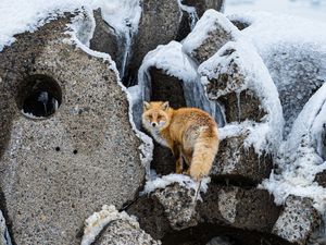 Preview wallpaper fox, animal, red, furry, wildlife