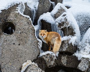 Preview wallpaper fox, animal, red, furry, wildlife