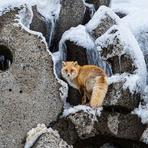 Preview wallpaper fox, animal, red, furry, wildlife