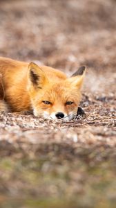 Preview wallpaper fox, animal, red, wildlife