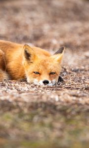 Preview wallpaper fox, animal, red, wildlife